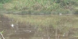 Ratusan Ikan Mati di Sungai Talang Gulo, Warga Cemas